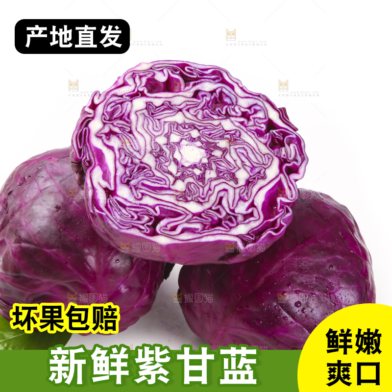 白底上的紫甘蓝