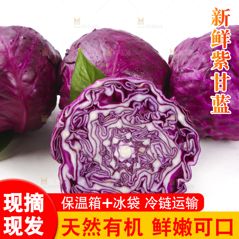 白底上的紫甘蓝