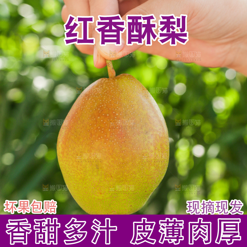 手里拿着红香酥梨