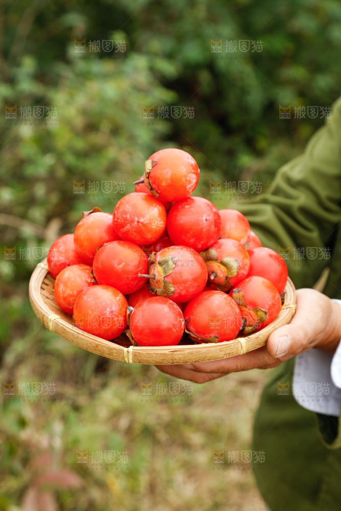 手里拿着珍珠蜜柿