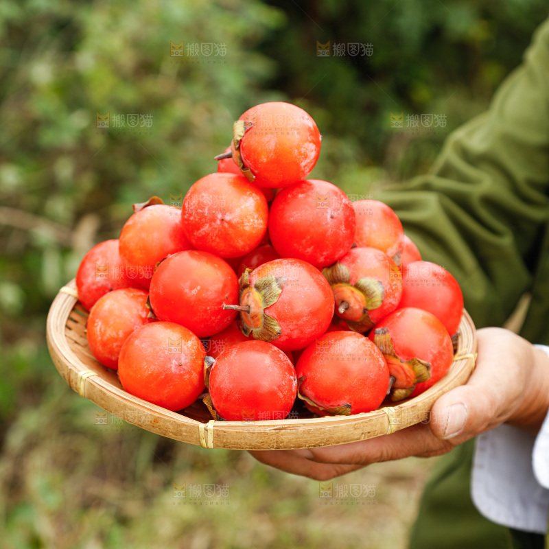 手里拿着珍珠蜜柿