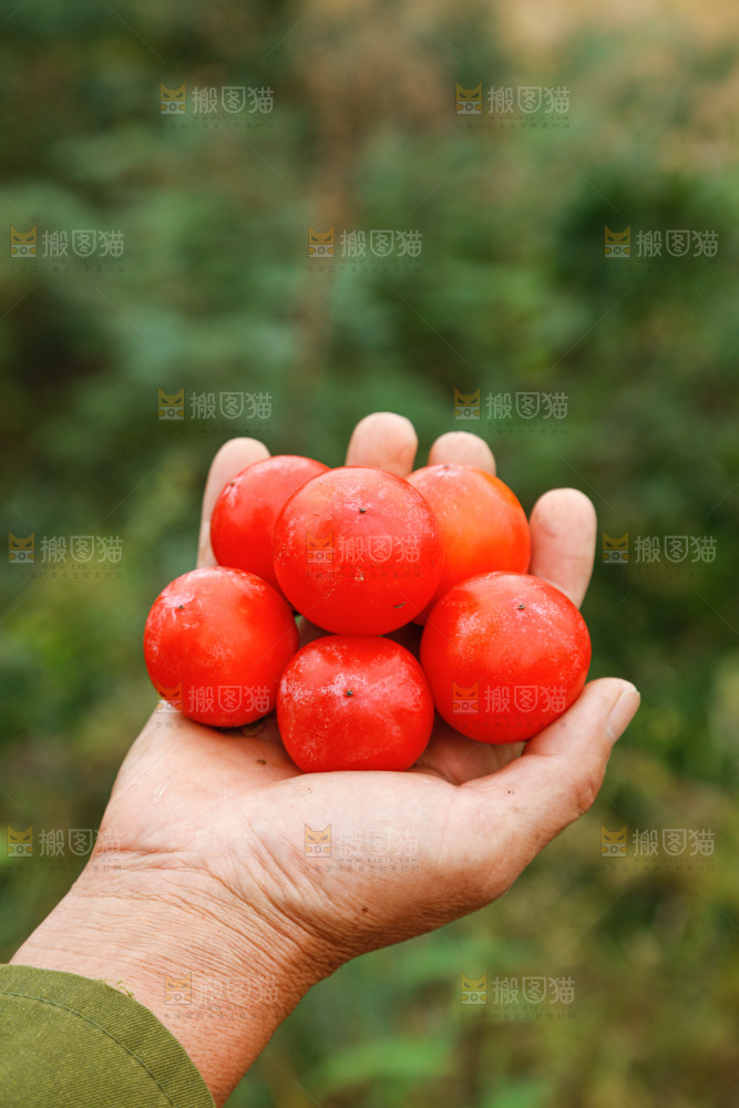 珍珠蜜柿