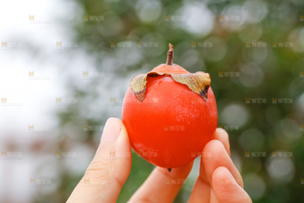 手里拿着蜜柿