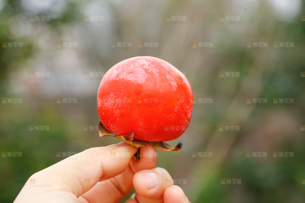 手里拿着蜜柿