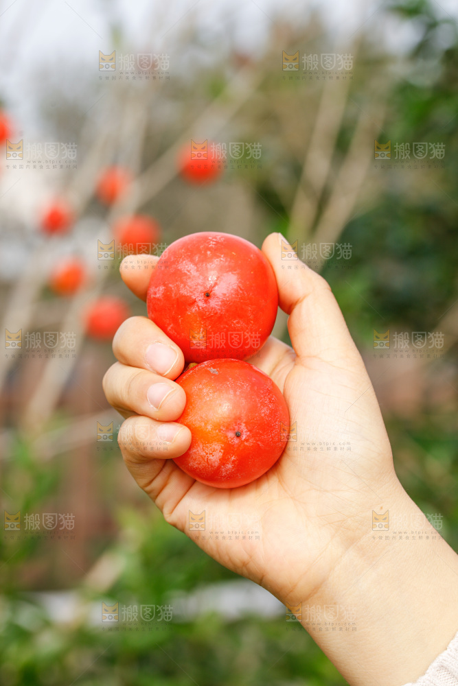 手里拿着蜜柿