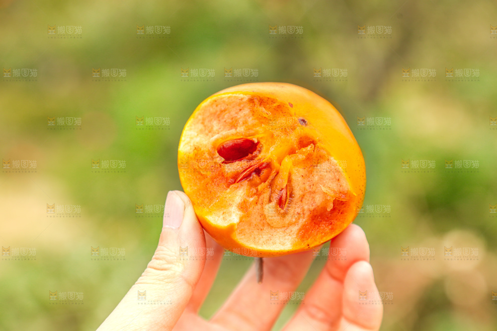 手里拿着奶油脆柿