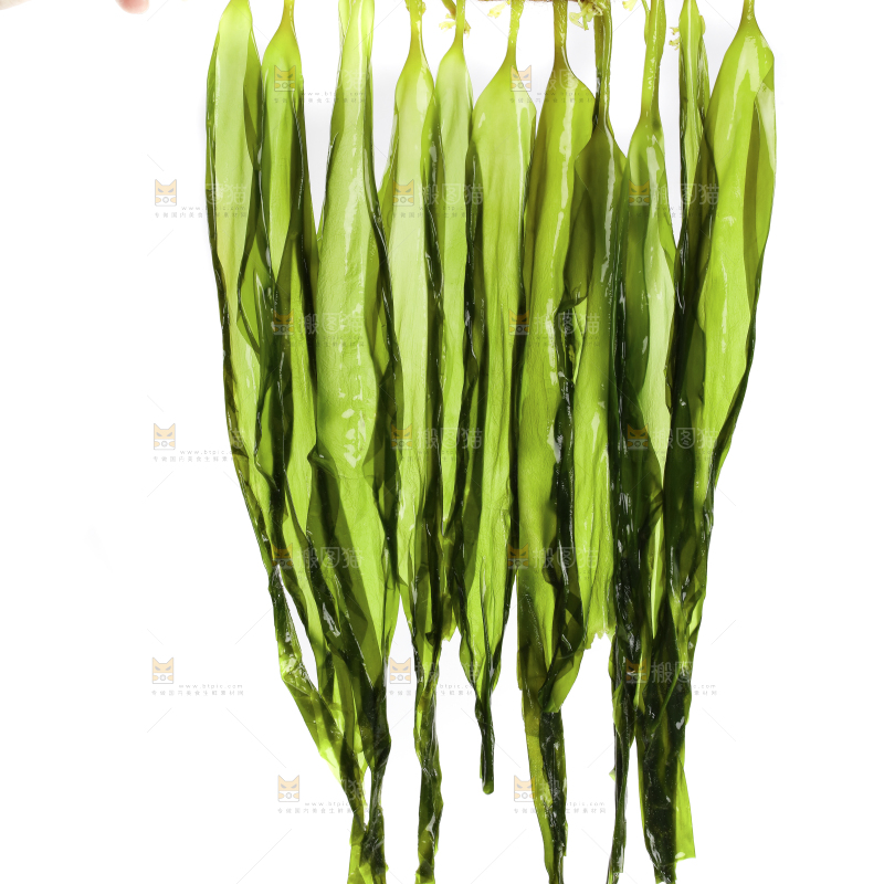 白底上的海带苗
