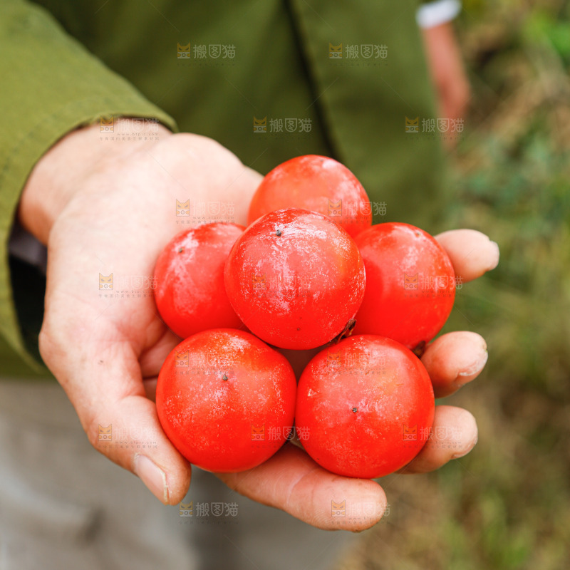 手里拿着珍珠蜜柿