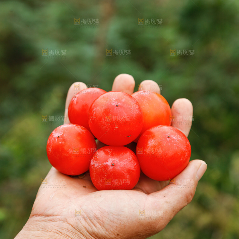 手里拿着珍珠蜜柿