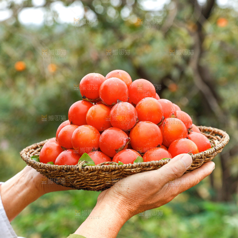 手里拿着珍珠蜜柿