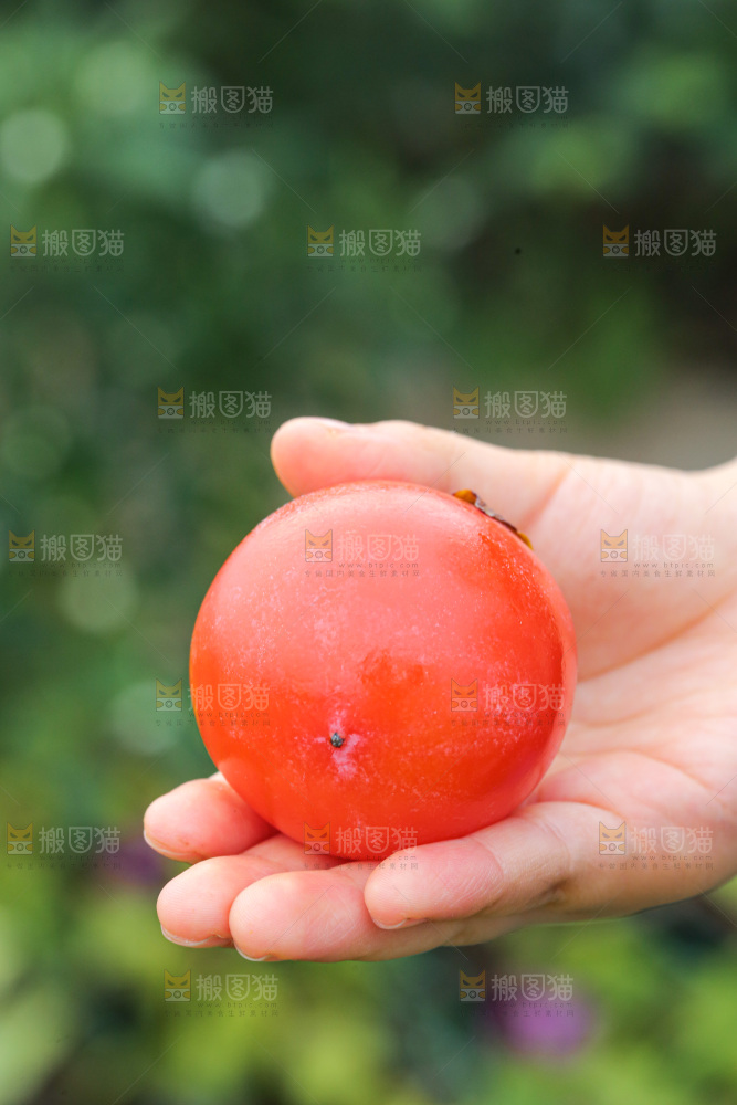 手里拿着珍珠蜜柿