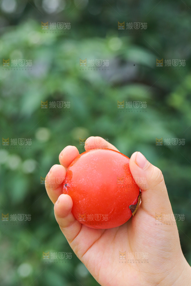 手里拿着珍珠蜜柿