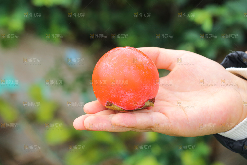 珍珠蜜柿