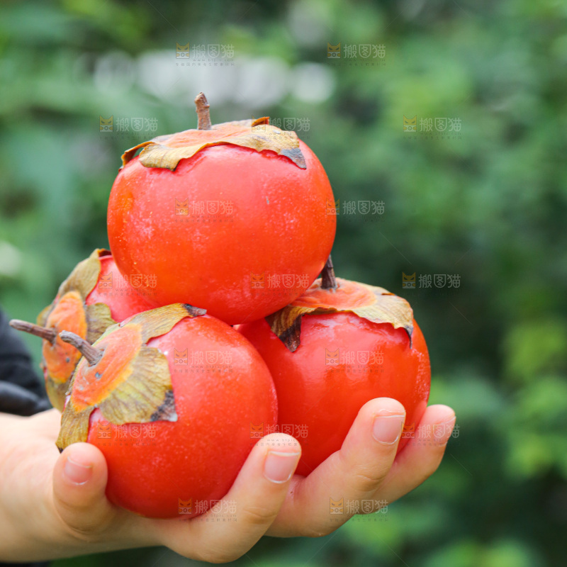 手里拿着珍珠蜜柿