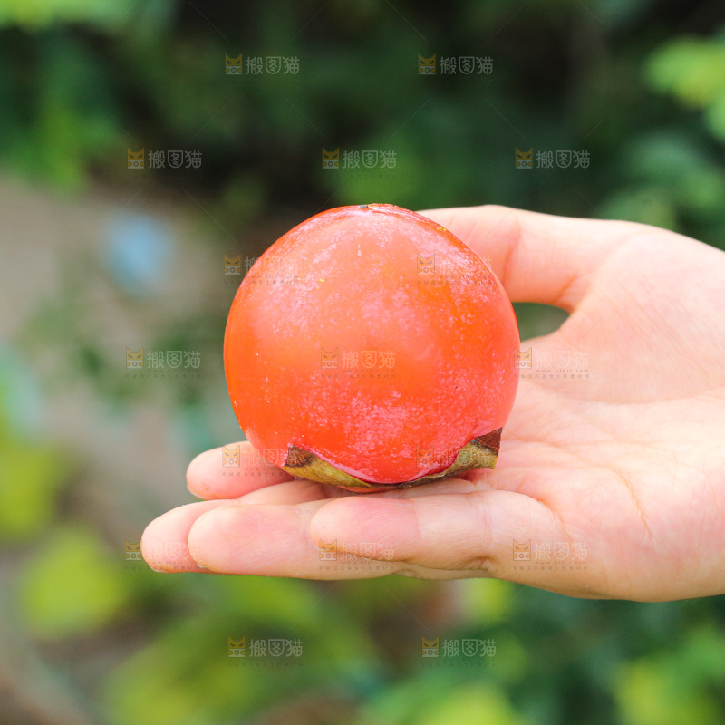 手里拿着珍珠蜜柿
