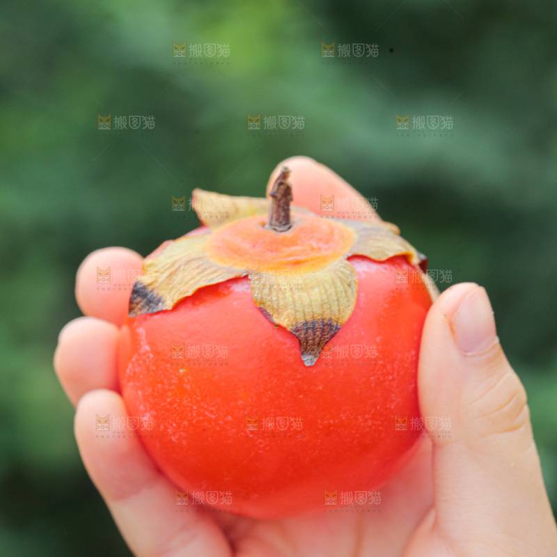 手里拿着珍珠蜜柿