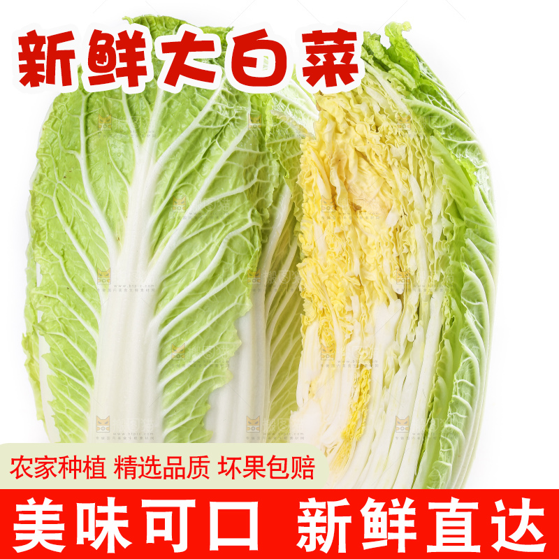 白底上的大白菜