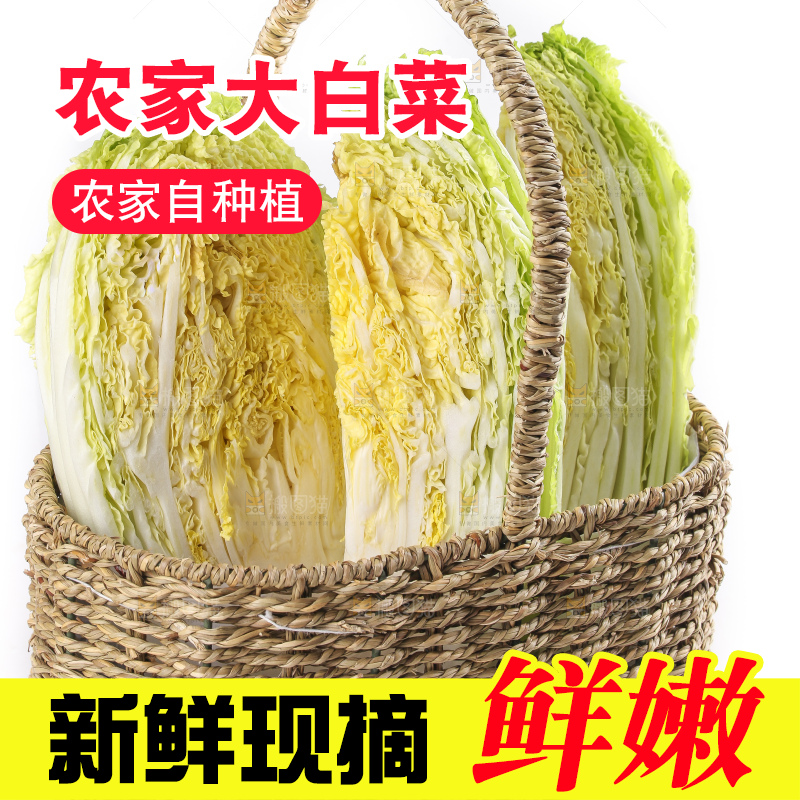 白底上的大白菜