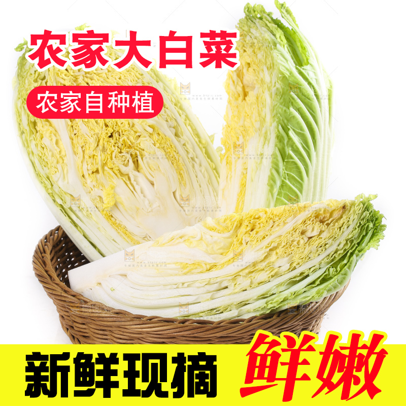 白底上的大白菜