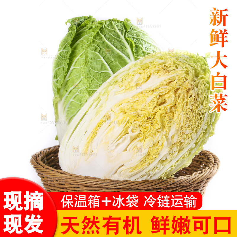白底上的大白菜