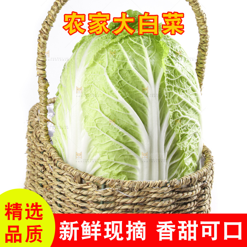 白底上的大白菜