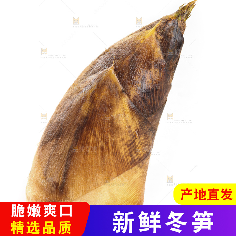 白底上的冬笋