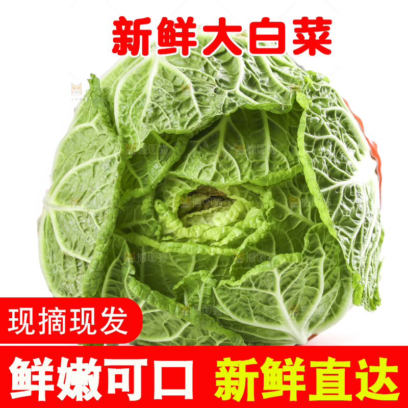 白底上的大白菜