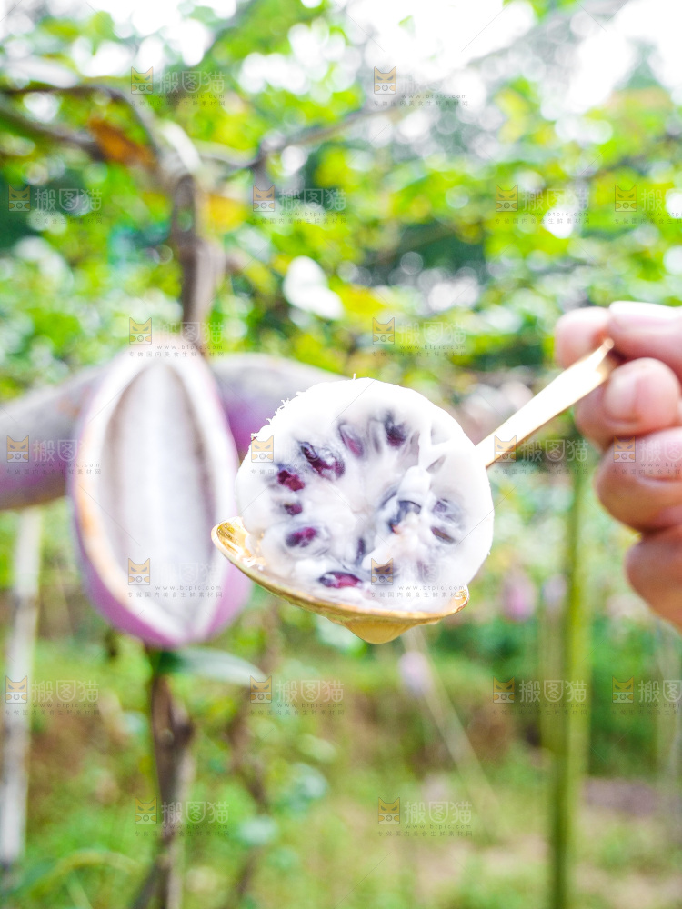 手里拿着现摘八月炸