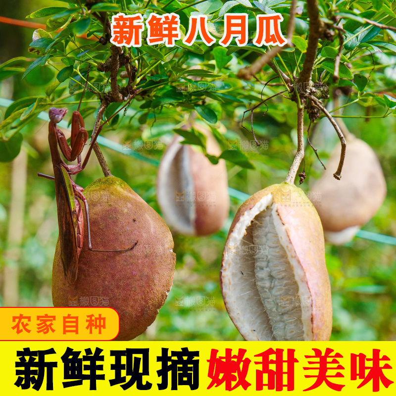 树上的新鲜八月瓜