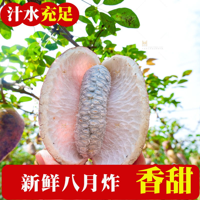 树上的新鲜八月瓜