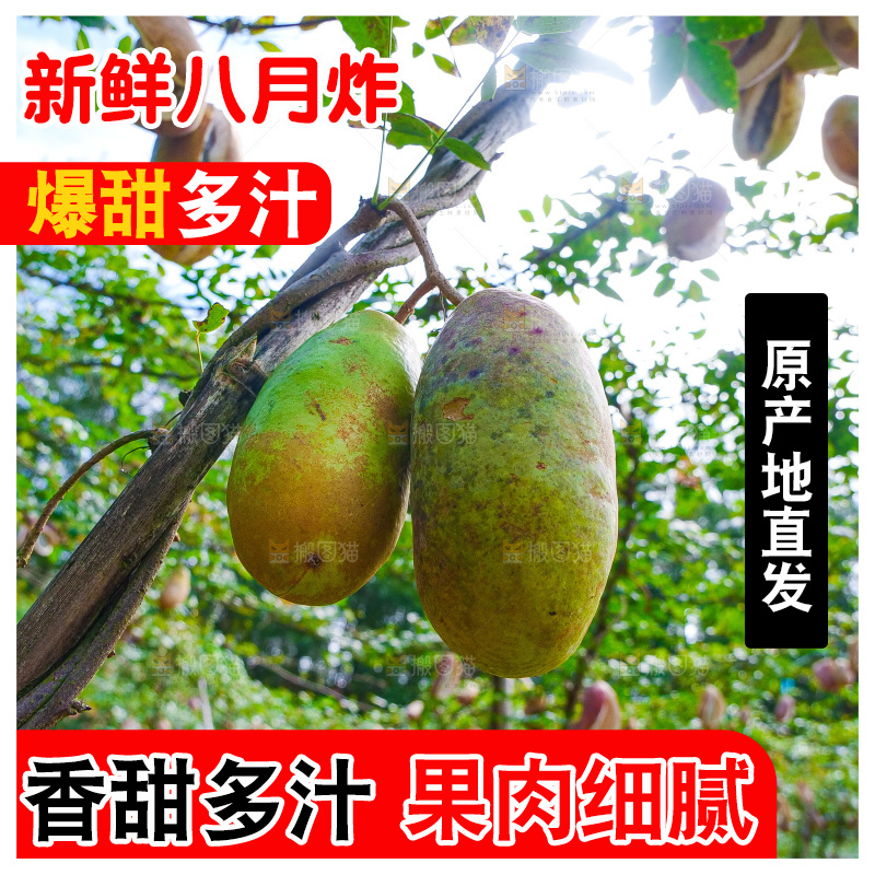 树上的新鲜八月瓜