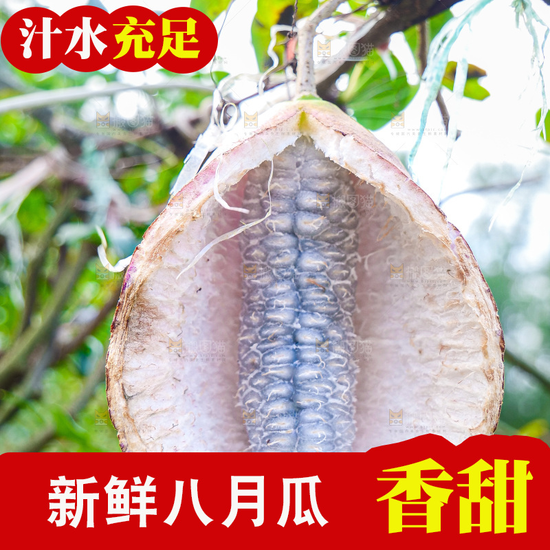 树上的新鲜八月瓜