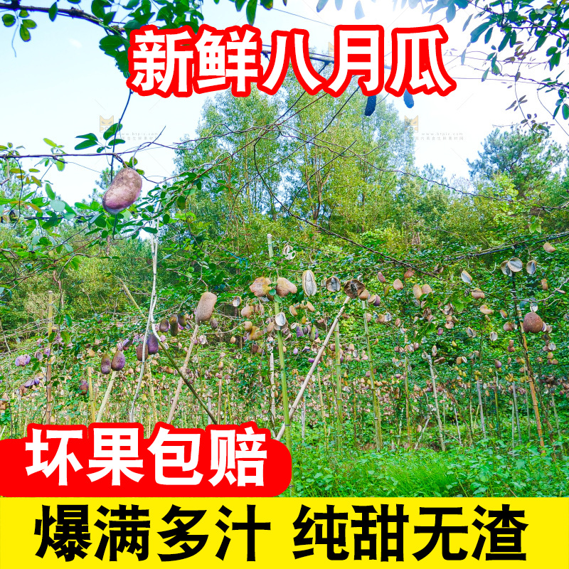 树上的新鲜八月瓜