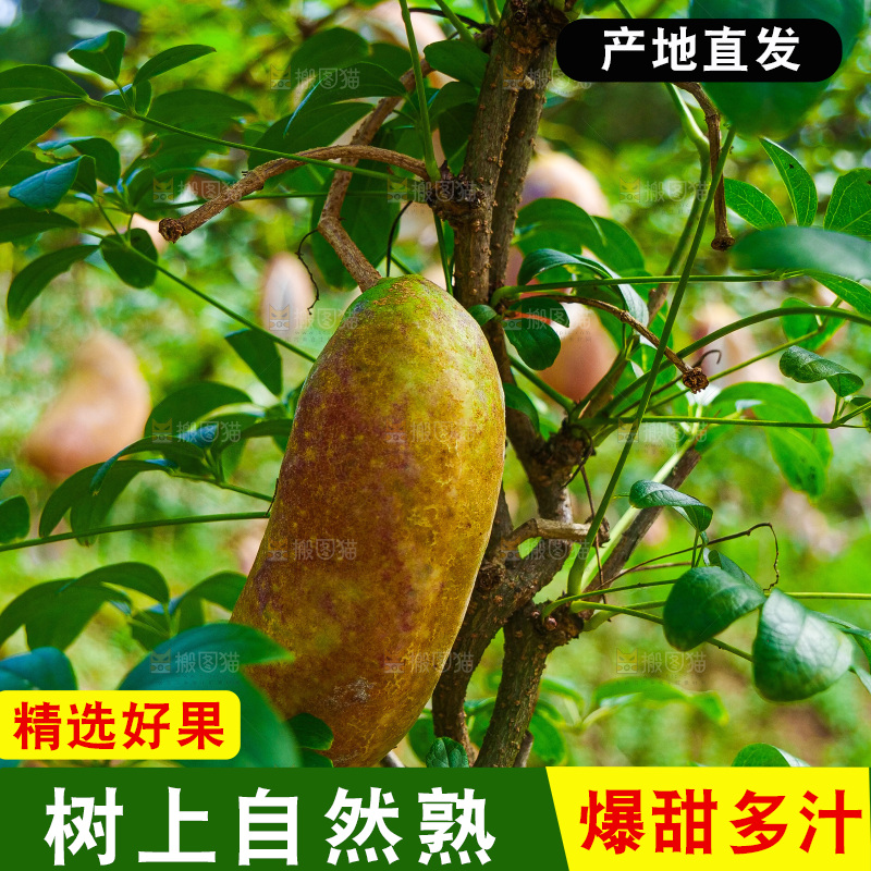 树上的新鲜八月瓜