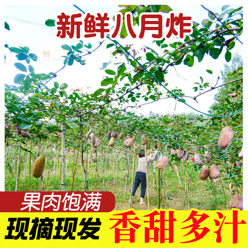 树上的新鲜八月瓜