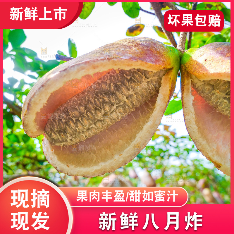树上的新鲜八月瓜
