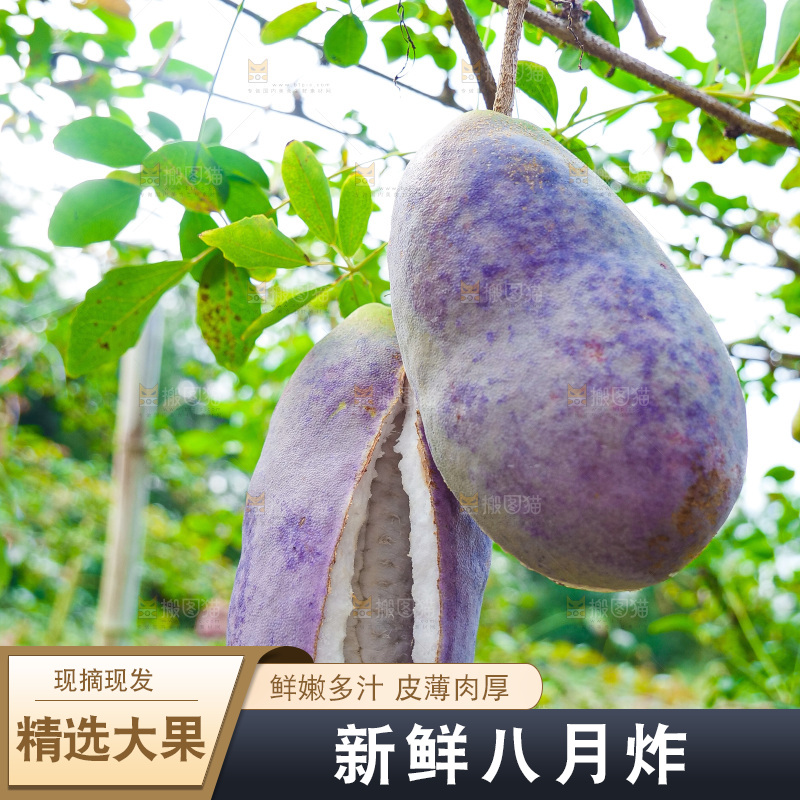 树上的新鲜八月瓜