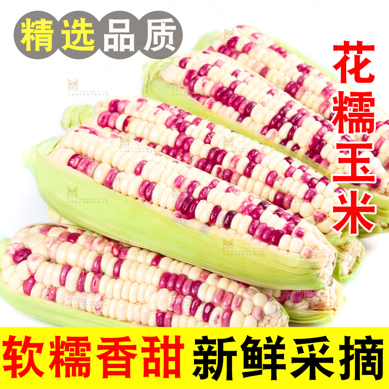 白底上的花糯玉米