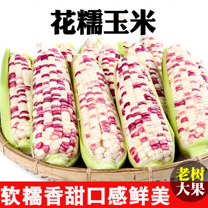 白底上的花糯玉米