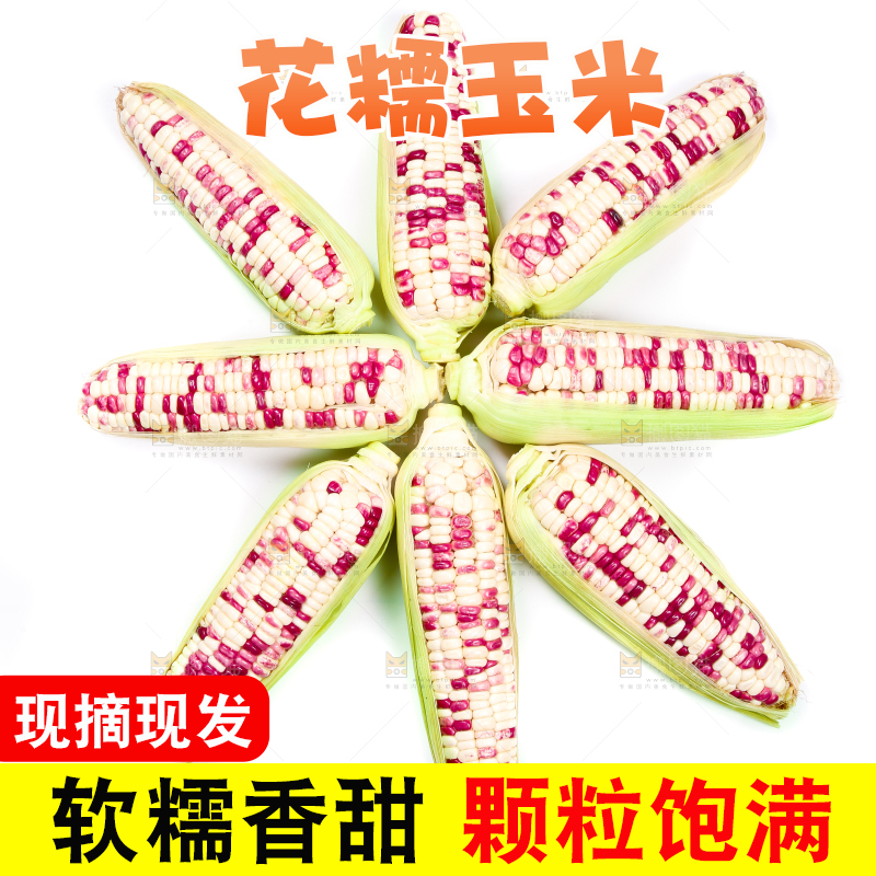 白底上的花糯玉米