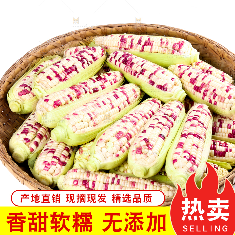 白底上的花糯玉米