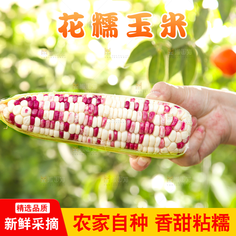 手里拿着花糯玉米