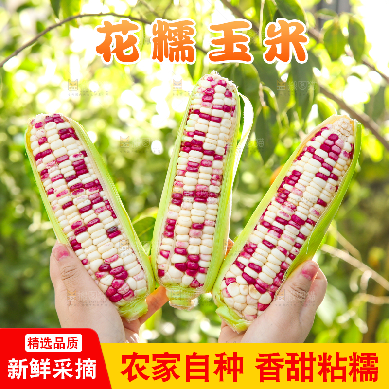 手里拿着花糯玉米