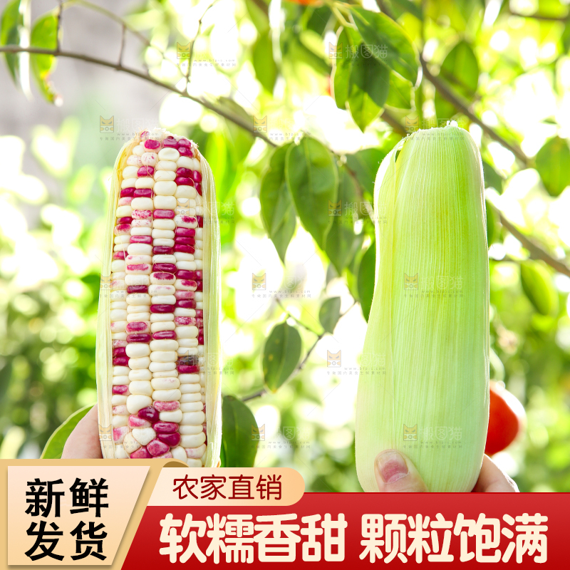 手里拿着花糯玉米