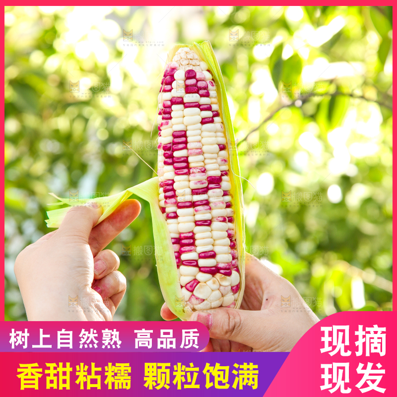 手里拿着花糯玉米
