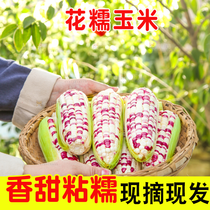 手里拿着花糯玉米