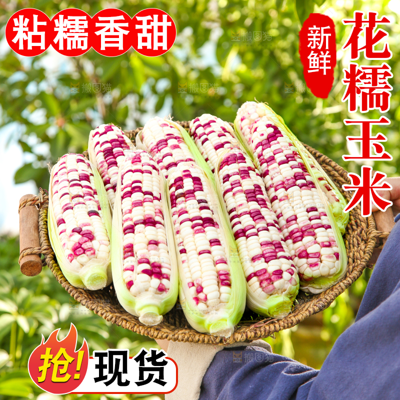 手里拿着花糯玉米