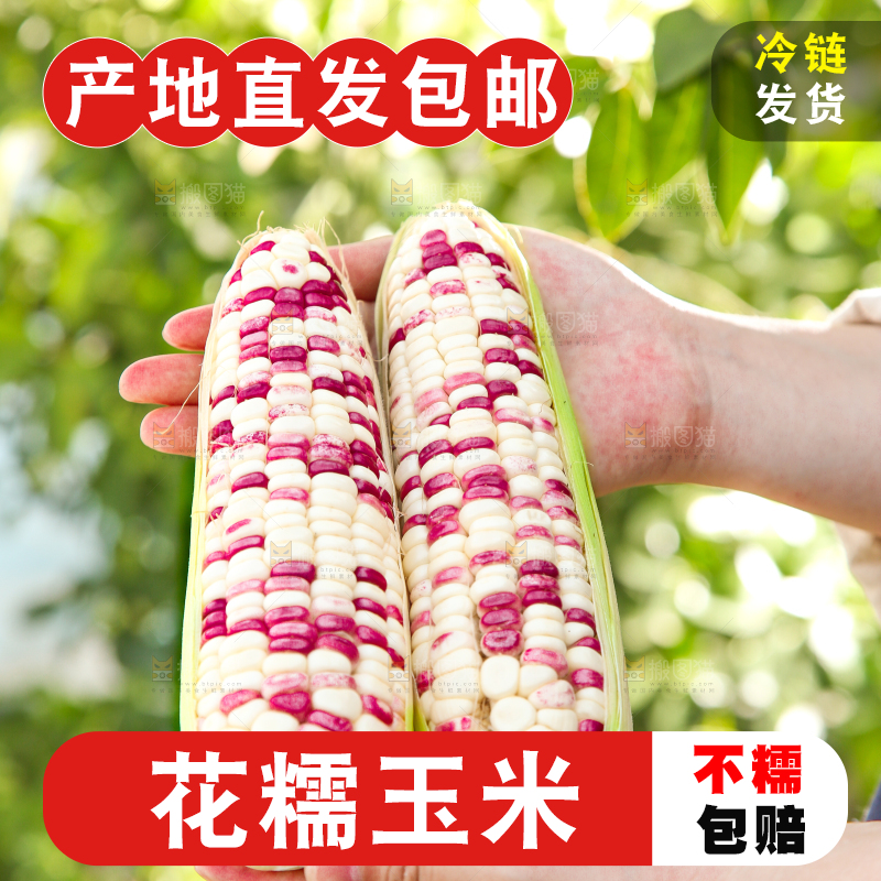 手里拿着花糯玉米