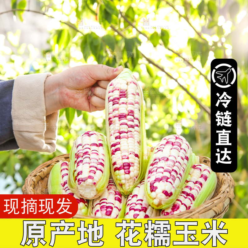 手里拿着花糯玉米