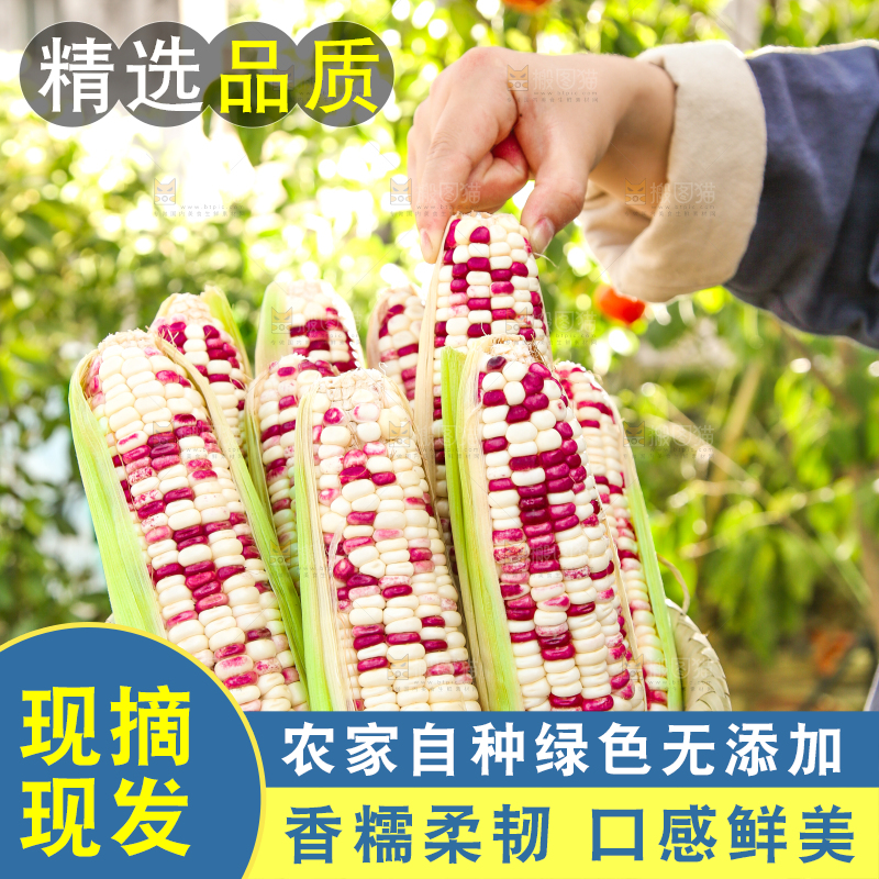 手里拿着花糯玉米